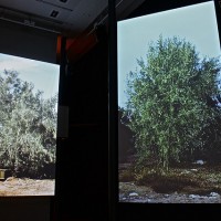 収穫機がオリーブの木を揺らす様子を録画した「茂みの中へ」