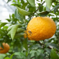 柑橘類は23種植えられた