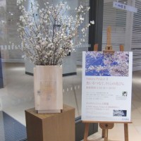 首都圏のルミネのインフォメーションカウンター付近にも東北の桜を展示