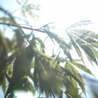 麻世妙、よみがえる大麻布～聖なる植物、大麻の歴史～【前編】