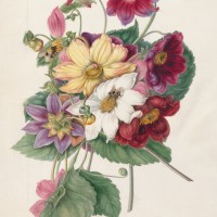 マーガレット・ミーン《ダリア属(キク科)》1790年頃、キュー王立植物園蔵