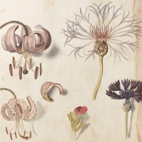 セバスチャン・シューデル《マルタゴン・リリー(ユリ科)とクロアザミ(キク科)、他》(『カレンダリウム』より)17世紀初頭、キュー王立植物園蔵