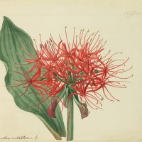 シデナム・ティースト・エドワーズ《センコウハナビ(ヒガンバナ科)》1818年、キュー王立植物園蔵