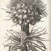 バシリウス･ベスラーの委託による《オオカンユリ》(ユリ科)(『アイヒシュテット庭園植物誌』より)1613年、 キュー王立植物園蔵