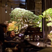 北アメリカ中心に広がる“盆栽”、次世代のアートとして世界へ再発信