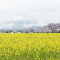 奈良を訪ねたのは4月初旬。平城京跡の近くに広がる菜の花畑。