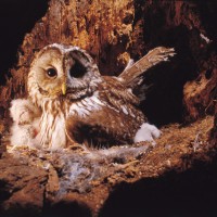 宮崎学《樹洞でヒナを守るメスのフクロウ》1984