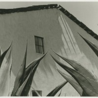 《リュウゼツランの上の窓》1974-76 年 Window on the agaves, 1974-76