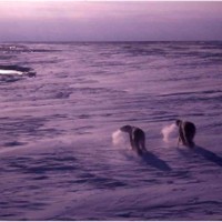 「北極海沿岸に、アザラシを求めてさまようホッキョクグマ」