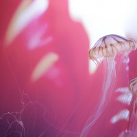 みだ水族館×蜷川実花、今年も幻想的な世界が広がる“クラゲ”のコラボ演出を実施