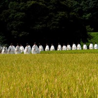 神田抜穂祭　(Ceremony of profit in rice field for Kami)