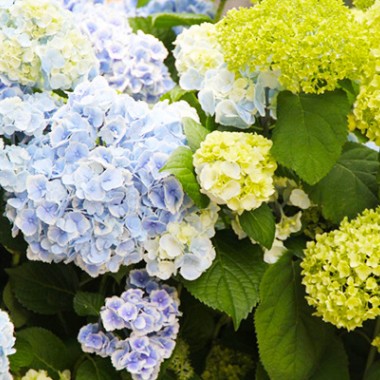 「アジサイと水生植物のある風景」、フラワーショップ「フーガ」が代官山蔦屋書店で展示会