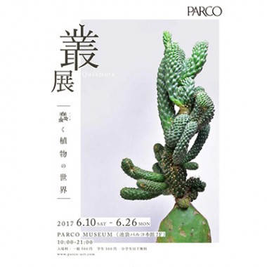 広島の植物屋・叢の展覧会が池袋パルコでスタート。多肉植物、サボテンなど約100点販売