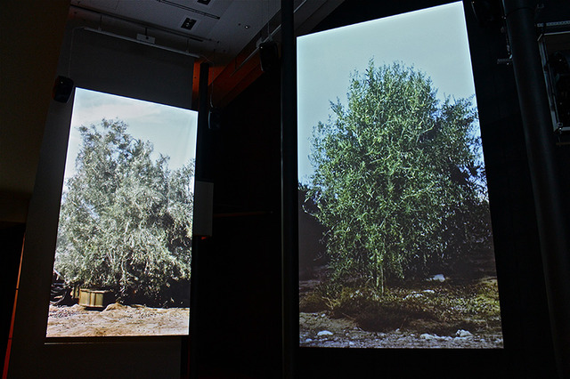 収穫機がオリーブの木を揺らす様子を録画した「茂みの中へ」