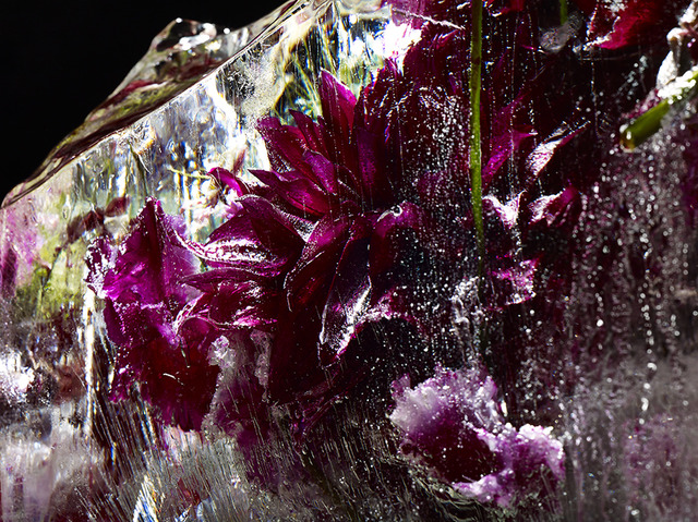 氷に閉じ込められた花。柴田謙司写真展が開催