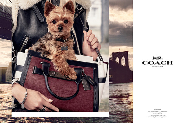 セレブ犬をフィーチャーした最新キャンペーン「COACH PUPS」／ミランダ・カーの愛犬・フランキー