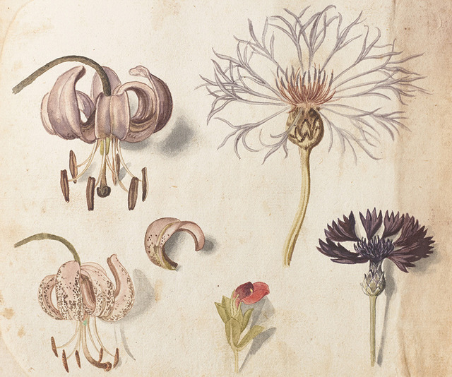 セバスチャン・シューデル《マルタゴン・リリー(ユリ科)とクロアザミ(キク科)、他》(『カレンダリウム』より)17世紀初頭、キュー王立植物園蔵