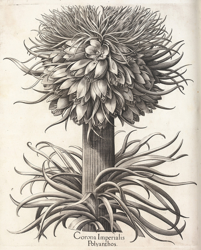 バシリウス･ベスラーの委託による《オオカンユリ》(ユリ科)(『アイヒシュテット庭園植物誌』より)1613年、 キュー王立植物園蔵
