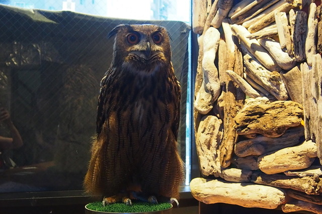 「WISE OWL HOSTELS TOKYO」の女将であるユーラシアワシミミズクの八