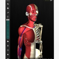 生きた人間の動き・形態を再現した3D人体解剖アプリ「teamLabBody」