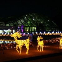 京都府立植物園、夜間開室とイルミネーション開催