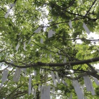オノ・ヨーコの特別展「北海道のためのスカイTV」の「念願の木」。観客が願い事を書いて結わえることで参加する作品。会期終了後はアイスランドのオノ・ヨーコ高級設置作品「イマジン・ピース・タワー」に届けられる