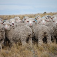 パタゴニア地方で飼育される羊達からウールは採られる