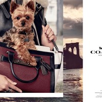 セレブ犬をフィーチャーした最新キャンペーン「COACH PUPS」／ミランダ・カーの愛犬・フランキー