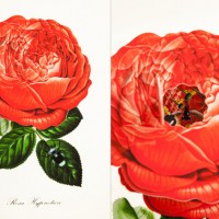 ポーランド・ワルシャワのアーティスト「Bozka」が描く、ポップアップブック・シリーズ「New Botany」