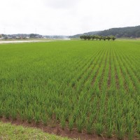 能登の稲田