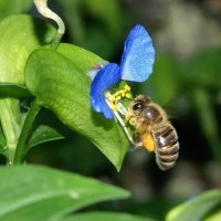 銀座三越で「銀座の屋上でミツバチの里づくり！」イベント開催