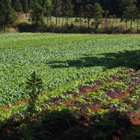 能登島の土は、芋など根菜に適していたこともあり、芋好きの高さんの心をつかんだんだとか