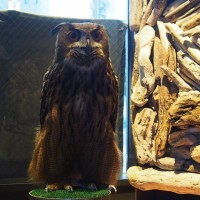 「WISE OWL HOSTELS TOKYO」の女将であるユーラシアワシミミズクの八