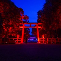 「呼応する木々、下鴨神社　糺の森」