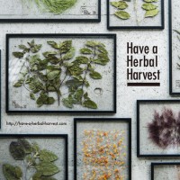 五感で味わうハーブティーブランド・Have a Herbal Harvestが表参道 ロケットでポップアップイベントを開催
