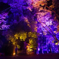 「呼応する木々、下鴨神社　糺の森」