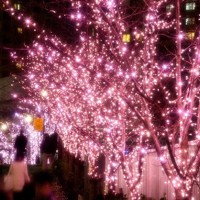 桜色LEDで彩られた“冬の桜”を楽しめる「目黒川みんなのイルミネーション2016」