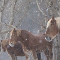 串田明緒 写真展「Talking with the Horses -naked winter-」