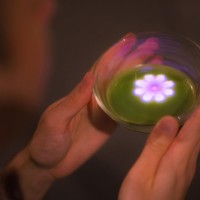 小さきものの中にある無限の宇宙に咲く花々 / Flowers Bloom in an Infinite Universe inside a Teacup teamLab, 2016, Interactive Digital Installation, Endless, Sound: Hideaki Takahashi