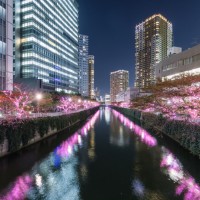 目黒川のイルミネーション、今年も40万個のLEDで“冬の桜”が満開に! 11月9日から開催