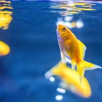 すみだ水族館で体験型の金魚鑑賞「東京金魚ワンダーランド2019」開催
