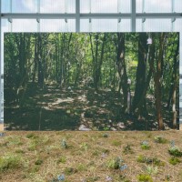 《アニミタス(ささやきの森)》、日本 2016年  展示風景、エスパス ルイ・ヴィトン東京、2019年 フルHDビデオ、カラー、音声 12時間52分21秒