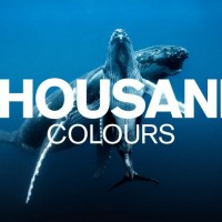 ＜THOUSAND COLOURS/サウザンドカラーズ＞