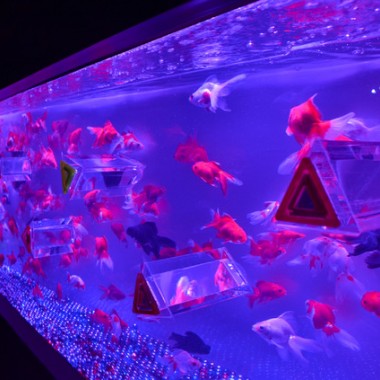 金魚が映す“夏の涼”。アートアクアリウム2013が日本橋三井ホールで開催