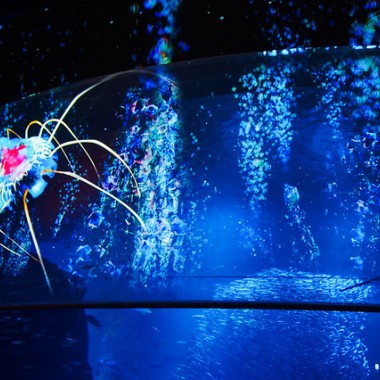 新江ノ島水族館、3Dで深海映す「ナイトアクアリウム」開催