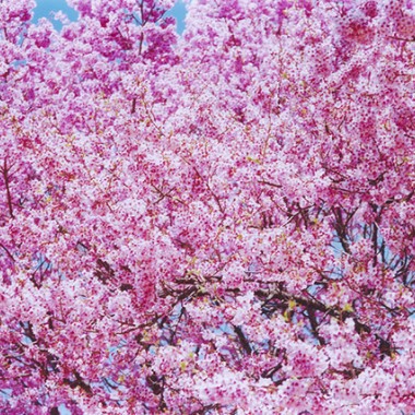 代官山で蜷川実花の“桜”写真展、自身のブランド販売も