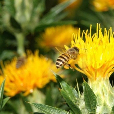 銀座の空の下で“ミツバチ”について考える。都市と自然環境の共生目指し、銀座地区に屋上庭園