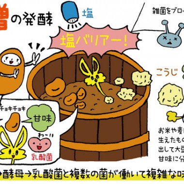 【発酵めがね：味噌】小倉ヒラクさんに訊く味噌にまつわるエトセトラ！そもそも、味噌ってどんな調味料？