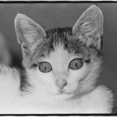 写真家・深瀬昌久が溺愛した猫“サスケ”を撮りためた『Afterword』刊行