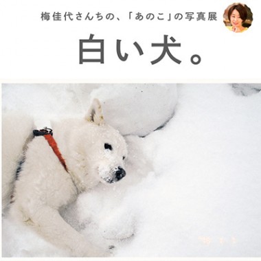 写真家・梅佳代さんちの“あのこ”の写真展『白い犬』開催。3年8ヶ月ぶりの最新作